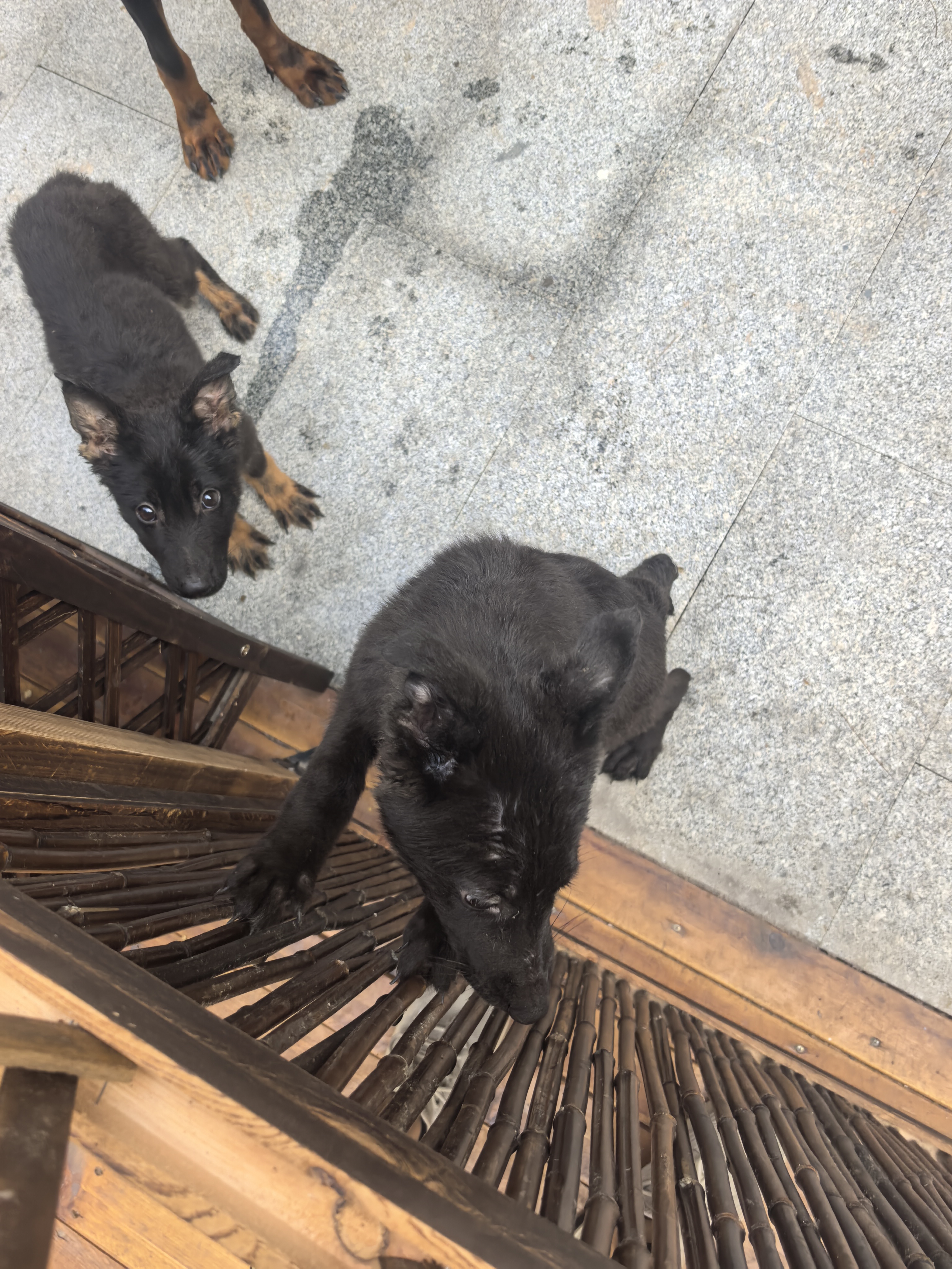 双血统带证书+芯片+追踪器